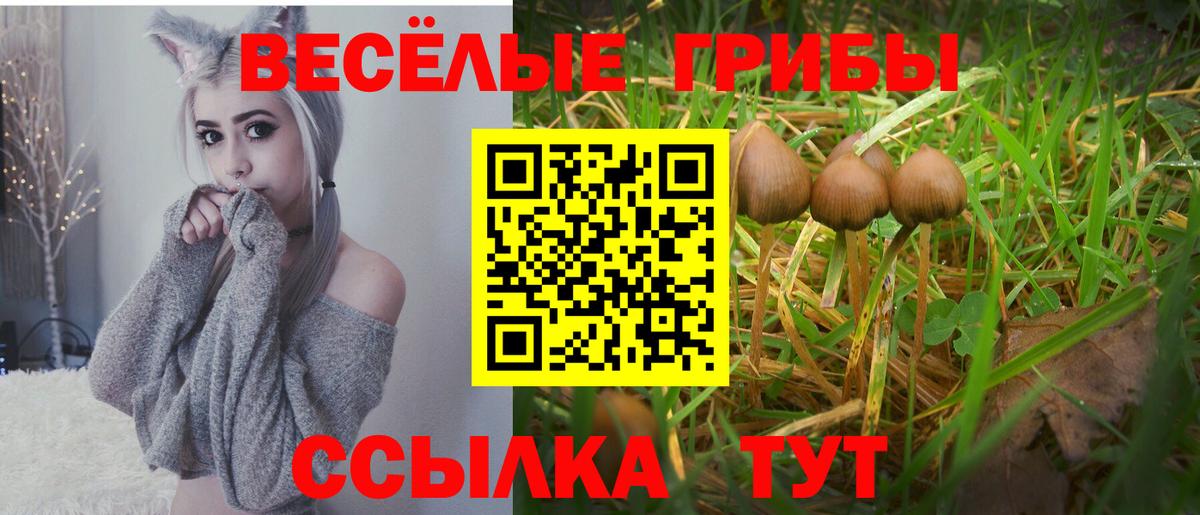 Галлюциногенные грибы Cubensis Соль-Илецк